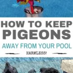 how to keep pigeons away from your pool